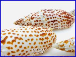 Mitra papalis, grand coquillage exotique, coquillage orange et blanc, cabinet de curiosité, collection coquillage, décoration intérieure