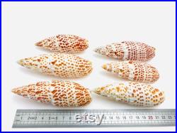 Mitra papalis, grand coquillage exotique, coquillage orange et blanc, cabinet de curiosité, collection coquillage, décoration intérieure