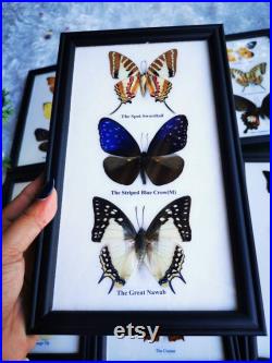 Mix Collection Real Butterfly Taxidermy Insect Wood Frame Portrait Display Home