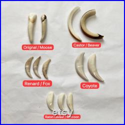 Mix de dents (2 orignal, 2 castor, 3 renard, 3 raton laveur, 2 coyote) Teeth mix (2 moose, 2 beaver, 3 fox, 3 raccoon, 2 coyote) Mix de dents (2 orignal, 2 castor, 3 renard, 3 raton laveur, 2 coyote) Teeth mix (2 moose, 2 beaver, 3 fox, 3 raccoon, 2 coyote)