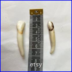 Mix de dents (2 orignal, 2 castor, 3 renard, 3 raton laveur, 2 coyote) Teeth mix (2 moose, 2 beaver, 3 fox, 3 raccoon, 2 coyote) Mix de dents (2 orignal, 2 castor, 3 renard, 3 raton laveur, 2 coyote) Teeth mix (2 moose, 2 beaver, 3 fox, 3 raccoon, 2 coyote)