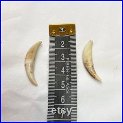 Mix de dents (2 orignal, 2 castor, 3 renard, 3 raton laveur, 2 coyote) Teeth mix (2 moose, 2 beaver, 3 fox, 3 raccoon, 2 coyote) Mix de dents (2 orignal, 2 castor, 3 renard, 3 raton laveur, 2 coyote) Teeth mix (2 moose, 2 beaver, 3 fox, 3 raccoon, 2 coyote)