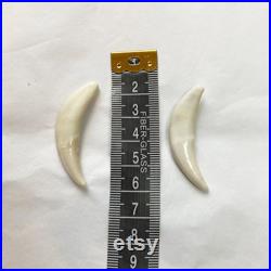 Mix de dents (2 orignal, 2 castor, 3 renard, 3 raton laveur, 2 coyote) Teeth mix (2 moose, 2 beaver, 3 fox, 3 raccoon, 2 coyote) Mix de dents (2 orignal, 2 castor, 3 renard, 3 raton laveur, 2 coyote) Teeth mix (2 moose, 2 beaver, 3 fox, 3 raccoon, 2 coyote)