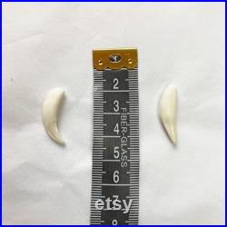 Mix de dents (2 orignal, 2 castor, 3 renard, 3 raton laveur, 2 coyote) Teeth mix (2 moose, 2 beaver, 3 fox, 3 raccoon, 2 coyote) Mix de dents (2 orignal, 2 castor, 3 renard, 3 raton laveur, 2 coyote) Teeth mix (2 moose, 2 beaver, 3 fox, 3 raccoon, 2 coyote)