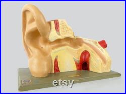 Modèle anatomique d'oreille didactique vintage Curiosité
