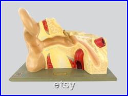 Modèle anatomique d'oreille didactique vintage Curiosité