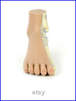Modèle anatomique de pied didactique Cabinet de curiosités