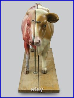 Modèle anatomique de vache didactique de la marque allemande SOMSO 1970 Cabinet de curiosités
