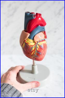 Modèle cardiaque humain