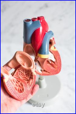 Modèle cardiaque humain