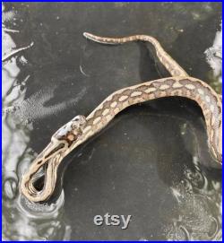 Modèle humide bébé tapis python taxidermie monter formaline bizarreries fixes Obscure
