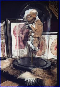 Momie bulldog taxidermy oddities cabinet de curiosités full mount