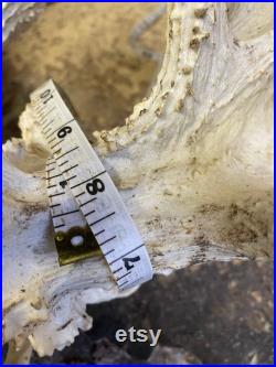Monster 45 point Cerf de Virginie non typique ANTLERS-Crâne Big Club, DROP TINES Lodge Taxidermy Decor Odocoileus virginianus