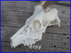 Monture européenne de crâne de cerf