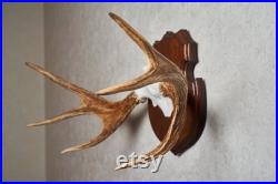 Moose Taxidermy Antlers Mount Bois monté, Cornes, Crâne À vendre Real, Decor St6581