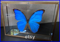 Morpho Didius du Pérou appelé aussi le grand bleu- naturalisé sous caisson 3D en verre et laiton -Cabinet Curiosite-