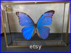 Morpho Didius du Pérou appelé aussi le grand bleu- naturalisé sous caisson 3D en verre et laiton -Cabinet Curiosite-
