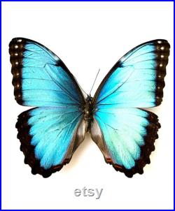 Morpho Peleides Mâle papillon naturalisé Papillon bleu métallique tropical Spécimen entomologique pour collection ou décoration A1 Morpho Peleides Mâle papillon naturalisé Papillon bleu métallique tropical Spécimen entomologique pour collection ou décoration A1