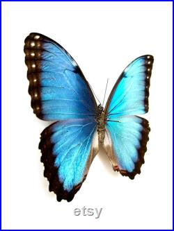 Morpho Peleides Mâle papillon naturalisé Papillon bleu métallique tropical Spécimen entomologique pour collection ou décoration A1 Morpho Peleides Mâle papillon naturalisé Papillon bleu métallique tropical Spécimen entomologique pour collection ou décoration A1