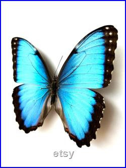 Morpho Peleides Mâle papillon naturalisé Papillon bleu métallique tropical Spécimen entomologique pour collection ou décoration A1 Morpho Peleides Mâle papillon naturalisé Papillon bleu métallique tropical Spécimen entomologique pour collection ou décoration A1