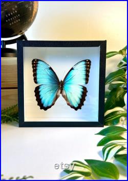 Morpho Peleides Mâle papillon naturalisé Papillon bleu métallique tropical Spécimen entomologique pour collection ou décoration A1 Morpho Peleides Mâle papillon naturalisé Papillon bleu métallique tropical Spécimen entomologique pour collection ou décoration A1