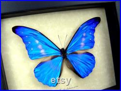 Morpho rhetenor cacica Papillon encadré Rare Hybride Helena Extra White Spots