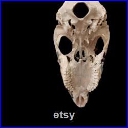 Mosaïque Crâne de cerf Nettoyage