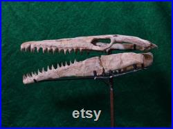 Mosasaurus skull CRETACEOUS-Upper Cretaceous, Maastrichtian (66.0 72.1 million years)