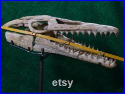 Mosasaurus skull CRETACEOUS-Upper Cretaceous, Maastrichtian (66.0 72.1 million years)