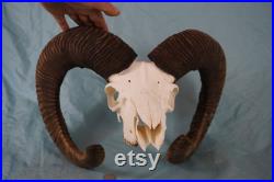 Mouflon Mountain Sheep Ram Skull avec cornes du Grand Chelem (28,8 ) Rams alpins européens