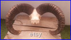 Mouflon skull 26 Crâne de mouflon