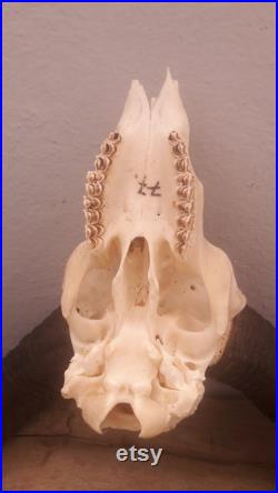 Mouflon skull 26 Crâne de mouflon