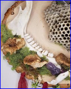 Mur de mâchoires de cerf accroché avec de la mousse et des champignons Cottagecore sorcière Bizarrerie d idées cadeaux
