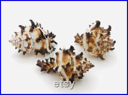 Murex endivia, coquillage blanc et noir, cabinet de curiosité, coquillage collection, hexaplex cichoreum, coquillage déco, taxidermie