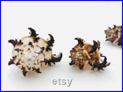 Murex endivia, coquillage blanc et noir, cabinet de curiosité, coquillage collection, hexaplex cichoreum, coquillage déco, taxidermie