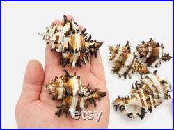 Murex endivia, coquillage blanc et noir, cabinet de curiosité, coquillage collection, hexaplex cichoreum, coquillage déco, taxidermie