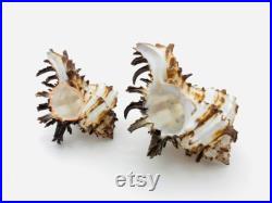 Murex endivia, coquillage blanc et noir, cabinet de curiosité, coquillage collection, hexaplex cichoreum, coquillage déco, taxidermie