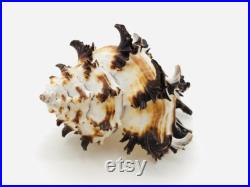 Murex endivia, coquillage blanc et noir, cabinet de curiosité, coquillage collection, hexaplex cichoreum, coquillage déco, taxidermie