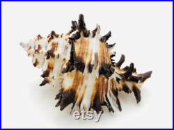 Murex endivia, coquillage blanc et noir, cabinet de curiosité, coquillage collection, hexaplex cichoreum, coquillage déco, taxidermie