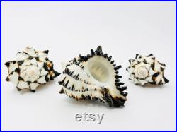 Murex nigritus, murex, coquillage, coquillage blanc et noir, seashell, black and white, coquillage tillandsia, coquillage loisir créatif Murex nigritus, murex, coquillage, coquillage blanc et noir, seashell, black and white, coquillage tillandsia, coquillage loisir créatif