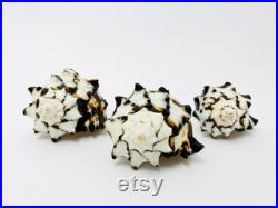 Murex nigritus, murex, coquillage, coquillage blanc et noir, seashell, black and white, coquillage tillandsia, coquillage loisir créatif Murex nigritus, murex, coquillage, coquillage blanc et noir, seashell, black and white, coquillage tillandsia, coquillage loisir créatif