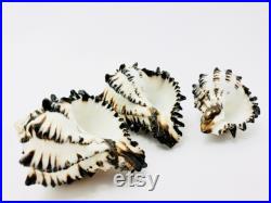 Murex nigritus, murex, coquillage, coquillage blanc et noir, seashell, black and white, coquillage tillandsia, coquillage loisir créatif Murex nigritus, murex, coquillage, coquillage blanc et noir, seashell, black and white, coquillage tillandsia, coquillage loisir créatif