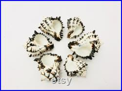 Murex nigritus, murex, coquillage, coquillage blanc et noir, seashell, black and white, coquillage tillandsia, coquillage loisir créatif Murex nigritus, murex, coquillage, coquillage blanc et noir, seashell, black and white, coquillage tillandsia, coquillage loisir créatif