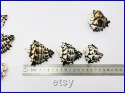 Murex nigritus, murex, coquillage, coquillage blanc et noir, seashell, black and white, coquillage tillandsia, coquillage loisir créatif Murex nigritus, murex, coquillage, coquillage blanc et noir, seashell, black and white, coquillage tillandsia, coquillage loisir créatif