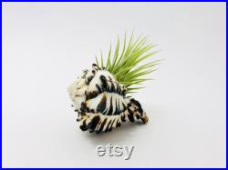 Murex nigritus, murex, coquillage, coquillage blanc et noir, seashell, black and white, coquillage tillandsia, coquillage loisir créatif Murex nigritus, murex, coquillage, coquillage blanc et noir, seashell, black and white, coquillage tillandsia, coquillage loisir créatif