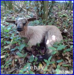 NEW agneau lamb Lamm chevreau bébé naturalisé taxidermie curiosité n° A 4