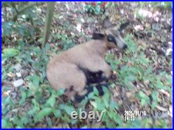 NEW agneau lamb Lamm chevreau bébé naturalisé taxidermie curiosité n° A 7