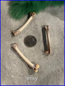 Natural Crow bone's