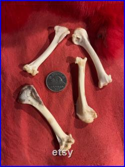 Natural Crow bone's