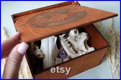 Nature Curiosity Mystery box 30 éléments Crânes et os. Collection limitée